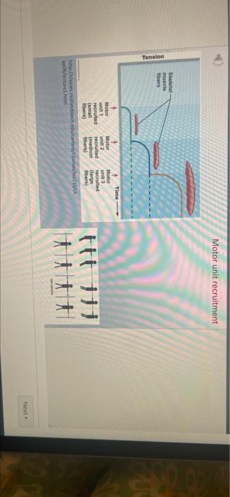 Solved Motor unit recruitment Skeletal muscle fibers Tension | Chegg.com