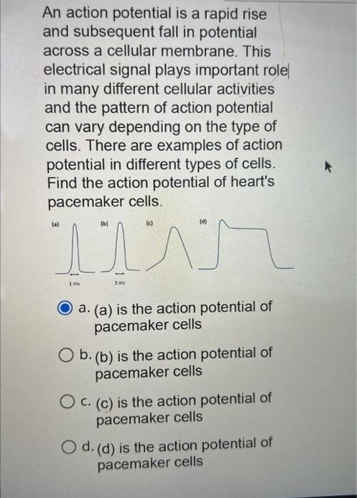 Solved An action potential is a rapid rise and subsequent | Chegg.com
