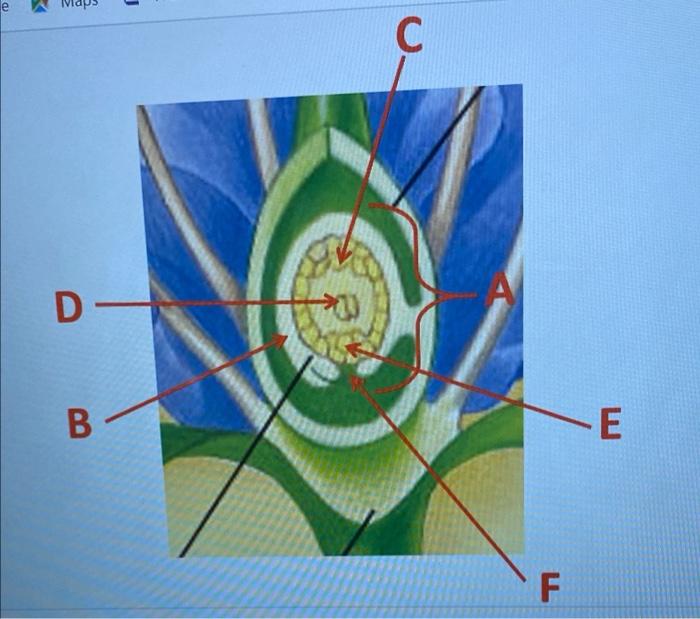 Solved C D B TE F | Chegg.com