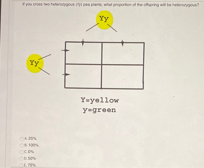 Solved If You Cross Two Heterozygous (YY) Pea Plants, What | Chegg.com