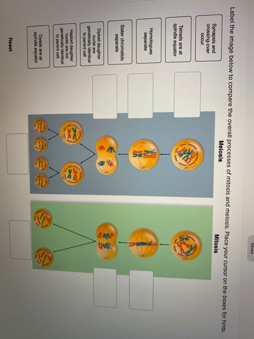 Solved Saved Label the image below to compare the overall