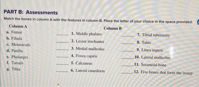 Solved PART B: Assessments Match The Bones In Column A With | Chegg.com