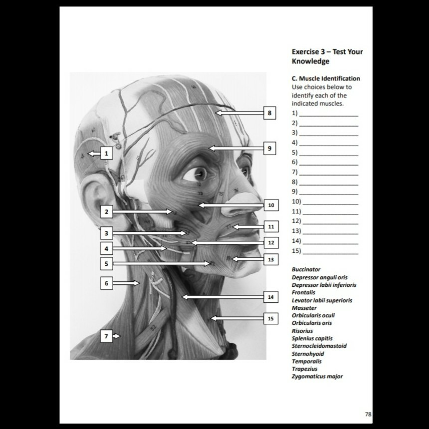 Solved Exercise 3 Test Your Knowledge C. Muscle Chegg