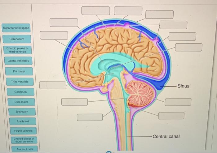 Solved Subarachnoid space Cerebellum Chorold plexus of third | Chegg.com