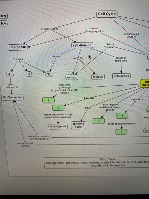 Solved Cell Cycle Ch 9 9.4 2 main stages passes through | Chegg.com