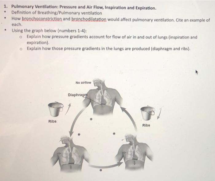 Solved 1. Pulmonary Ventilation: Pressure and Air Flow, | Chegg.com