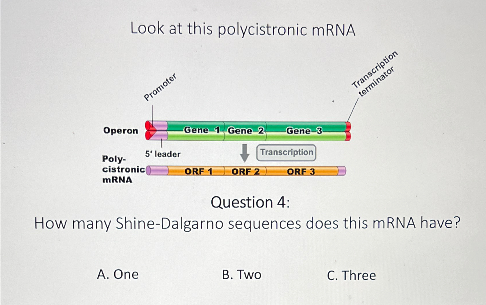Solved Look at this polycistronic mRNAQuestion 4How many