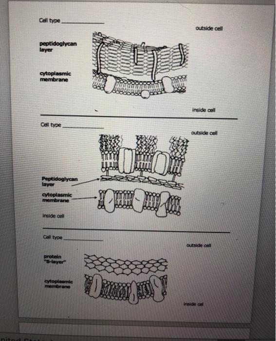 Solved 2) Label the components of each cell envelope using | Chegg.com
