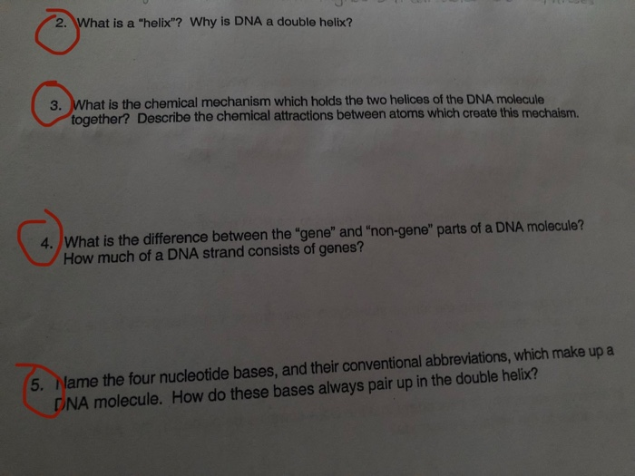 Solved 2. What is a "helix"? Why is DNA a double helix? 3. | Chegg.com