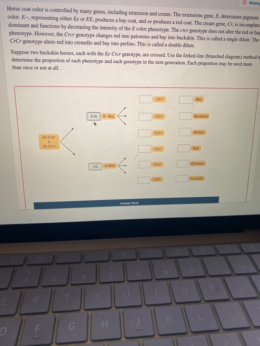 Solved Attem Horse coat color is controlled by many genes,