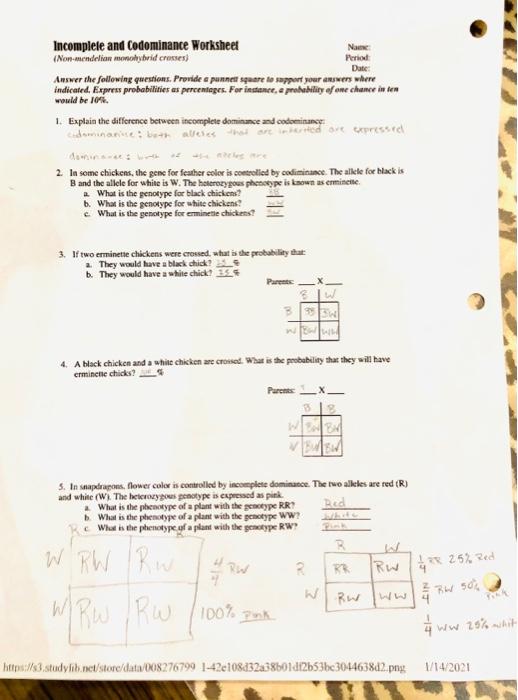Codominance And Incomplete Dominance Worksheet Answers
