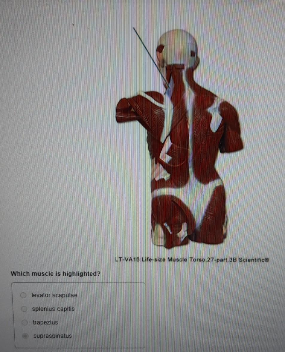 Solved LT-VA16 Life-size Muscle Torso, 27-part 3B | Chegg.com