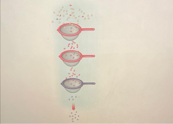 The evolution of Staphylococcus aureus
