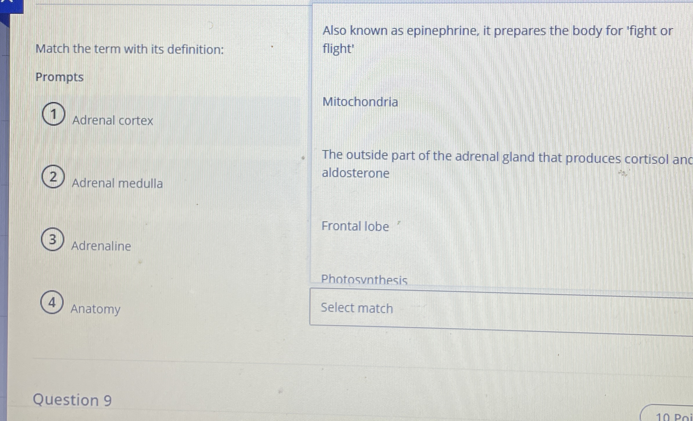 Solved Match the term with its definitionPrompts ﻿Adrenal