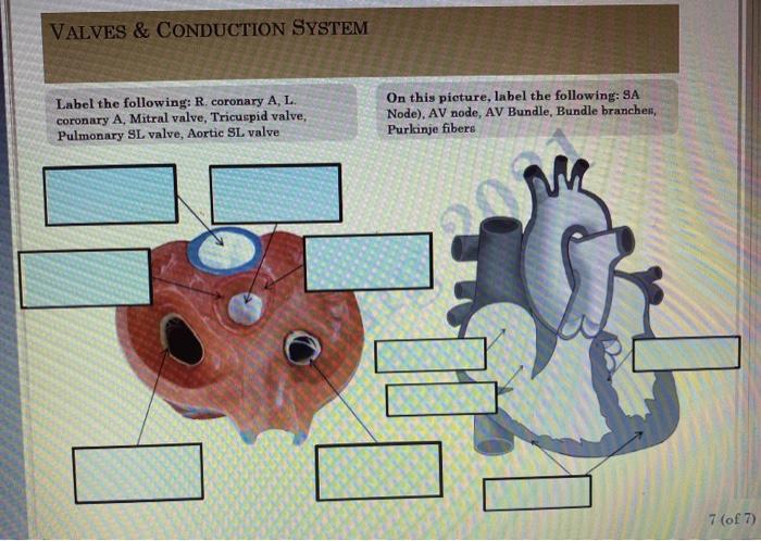 Solved VALVES & CONDUCTION SYSTEM Label the following: R. | Chegg.com