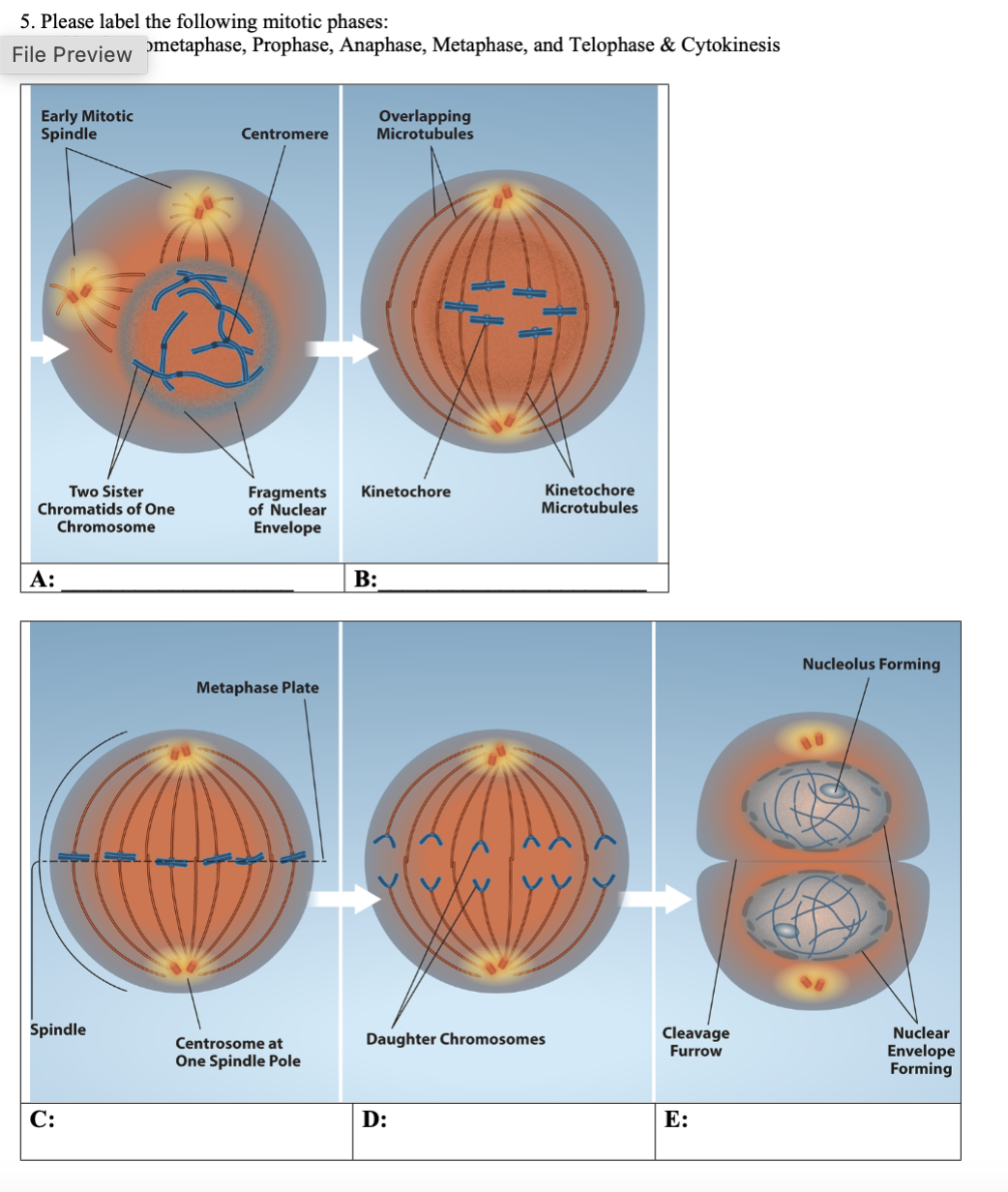 Solved Please label the following mitotic phases:File Biology Diagrams