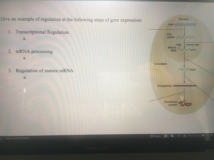 Solved Give an example of regulation at the following steps | Chegg.com