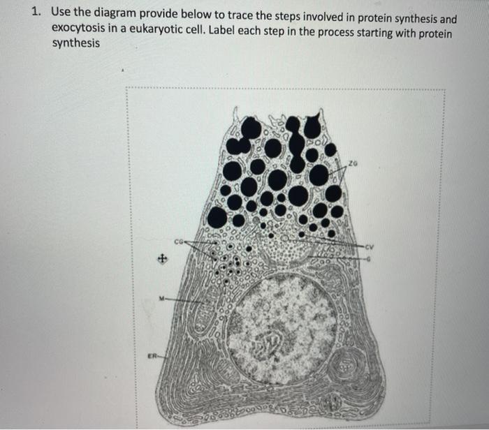 Solved 1 Use The Diagram Provide Below To Trace The Steps Chegg Com