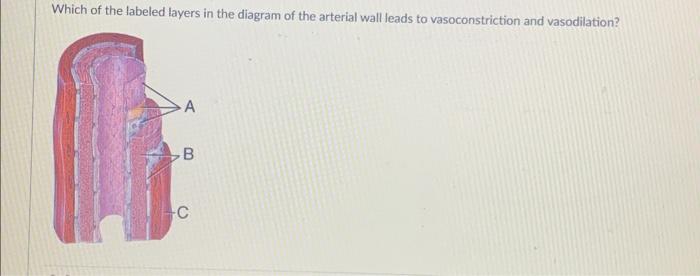 Which of the labeled layers in the diagram of the arterial wall leads to vasoconstriction and vasodilation?