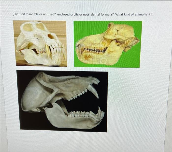 (A) fused mandible or unfused? enclosed orbits or
