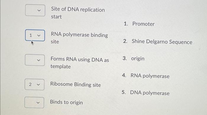 rna polymerase binding site for