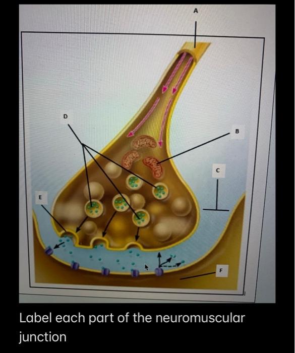 Solved А D Label each part of the neuromuscular junction | Chegg.com