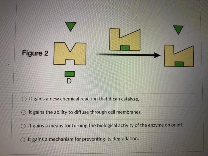 Solved In the figures below Figure 1 shows an enzyme labeled | Chegg.com