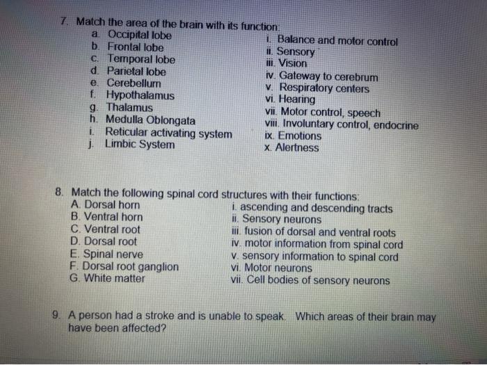 Solved 7. Match the area of the brain with its function a | Chegg.com