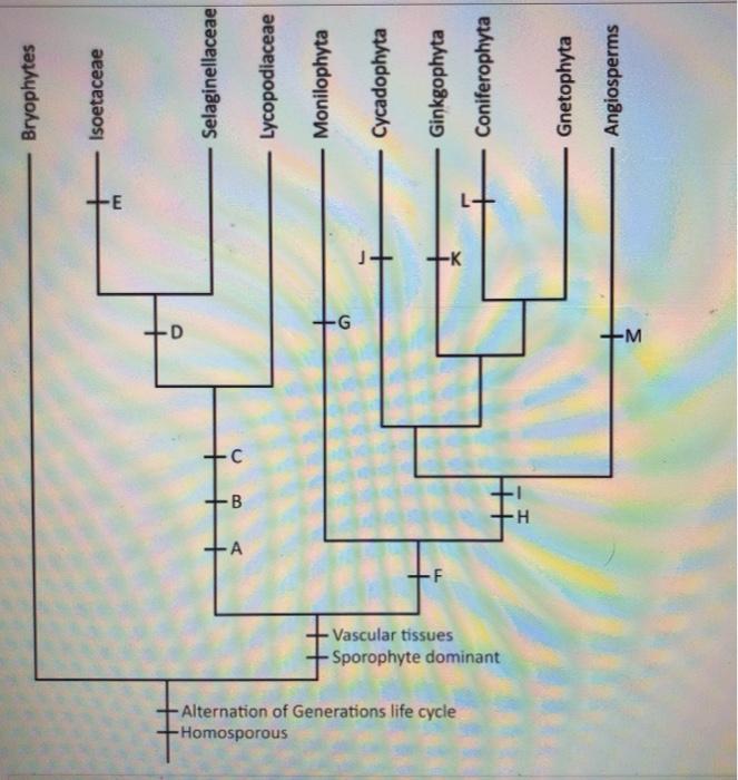 Solved QUESTIONS 4 Points Use The Phylogeny Below To Answer | Chegg.com