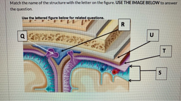 Solved Match the name of the structure with the letter on | Chegg.com