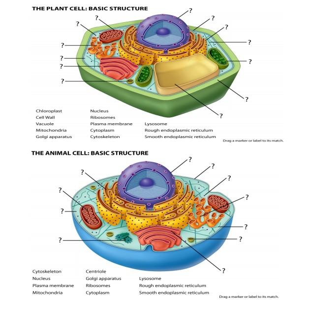 golgi apparatus in a plant cell