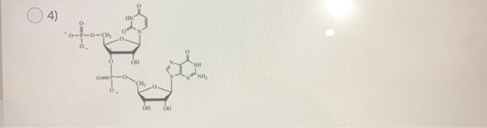 Solved Question 22 (1 point) Which structure correctly | Chegg.com