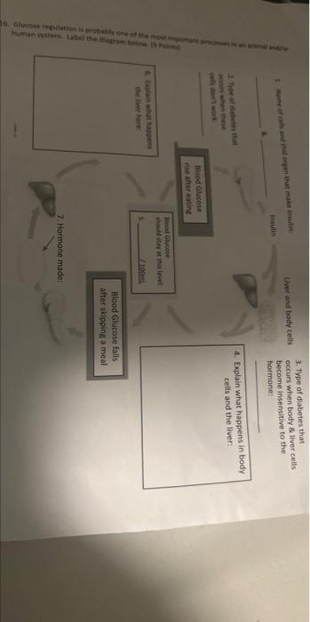 solved-16-glucose-regulation-is-probably-one-of-the-most-chegg