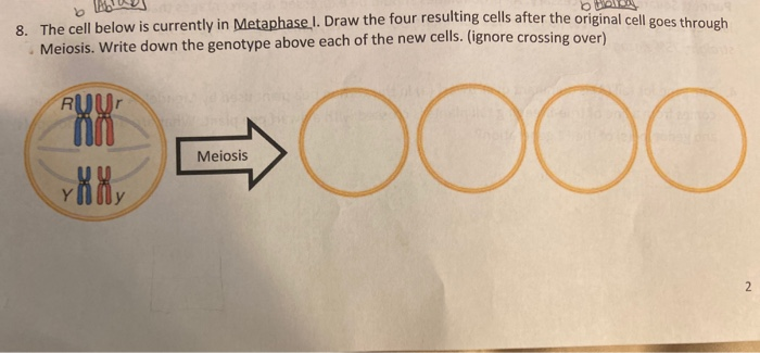 Solved The Cell Below Is Currently In Metaphase 1 Draw The Chegg