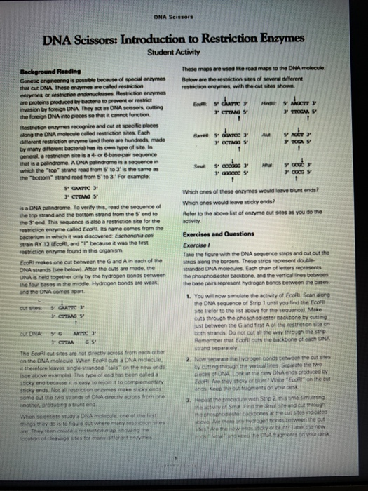 DNA Scissors DNA Scissors Introduction to