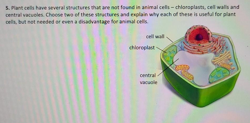 Solved 5. Plant cells have several structures that are not 