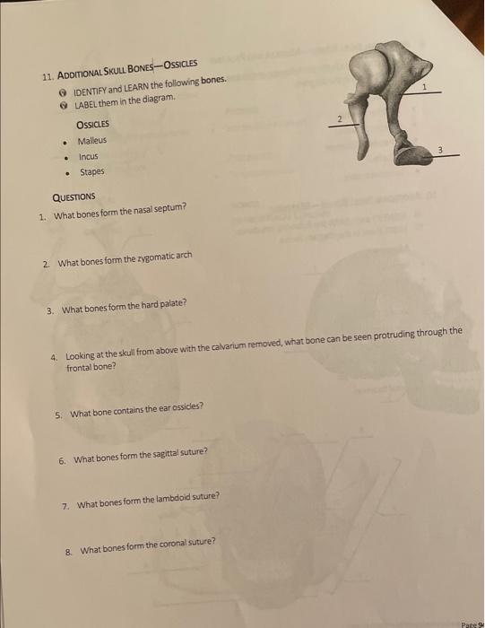 Solved 11. AdDTONALSKULL BONESOSSICLES IDENTFY and LEARN