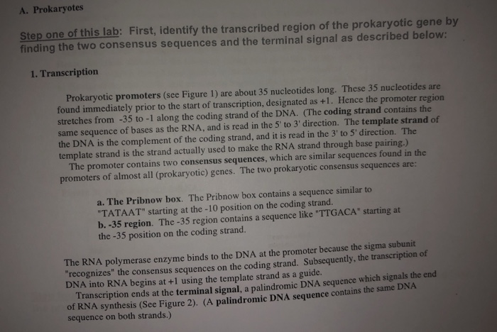 Solved Eukaryotic sequence (coding strand): | Chegg.com