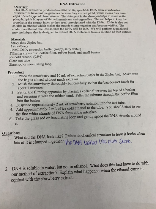 Solved Dna Extraction Overview This Dna Extraction Produc Chegg Com