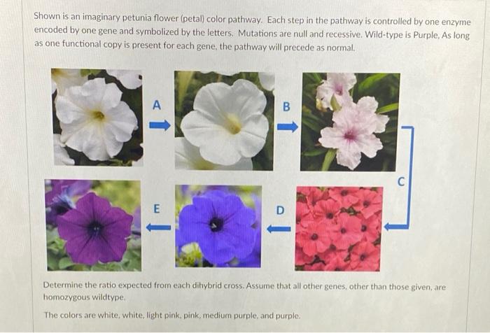 Solved Shown is an imaginary petunia flower (petal) color | Chegg.com