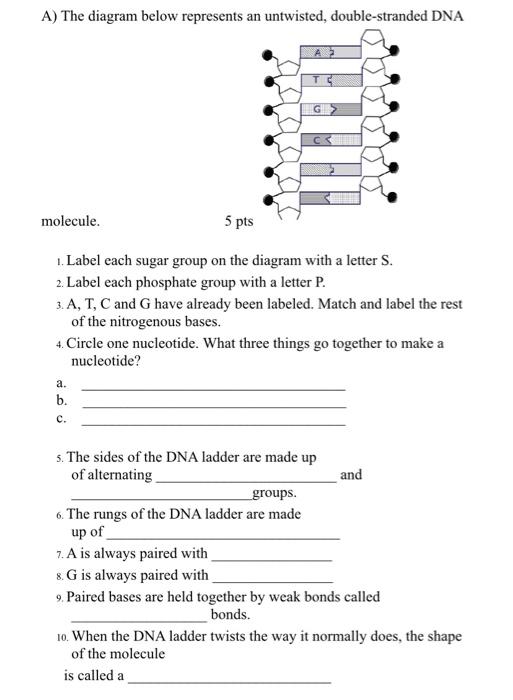 A The Diagram Below Represents An Untwisted Chegg Com