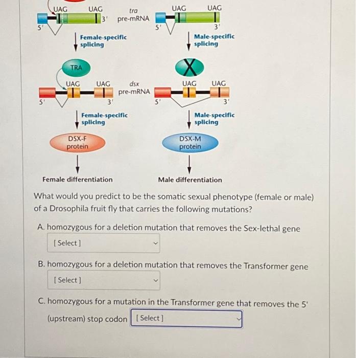 Solved Use The Model Below Of The Drosophila Sex 5471