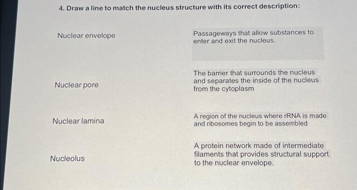 Solved 4. Draw a line to match the nucleus structure with | Chegg.com