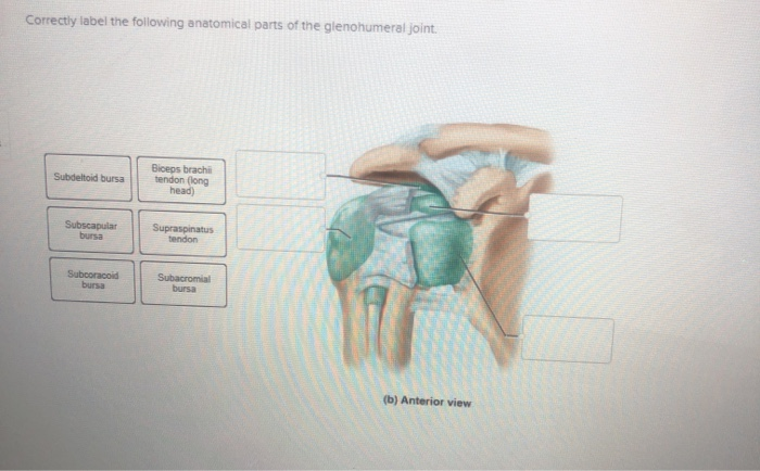 36 Correctly Label The Following Anatomical Parts Of The Glenohumeral