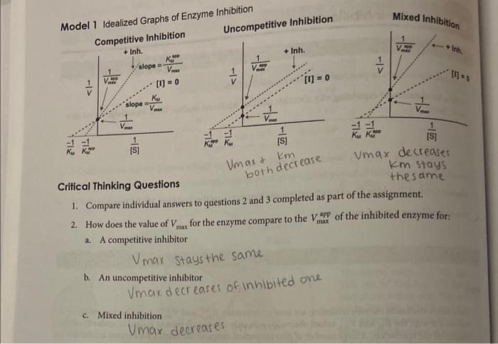 Solved Model 1 Idealized Graphs of Enzyme I rempetitive | Chegg.com