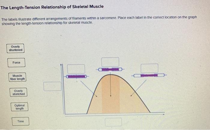 solved-the-length-tension-relationship-of-skeletal-muscle-chegg