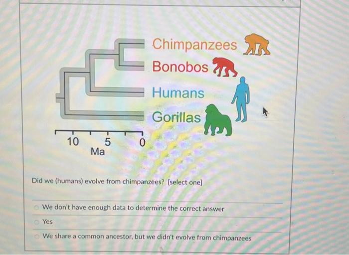 Solved Did we (humans) evolve from chimpanzees? [select one] | Chegg.com