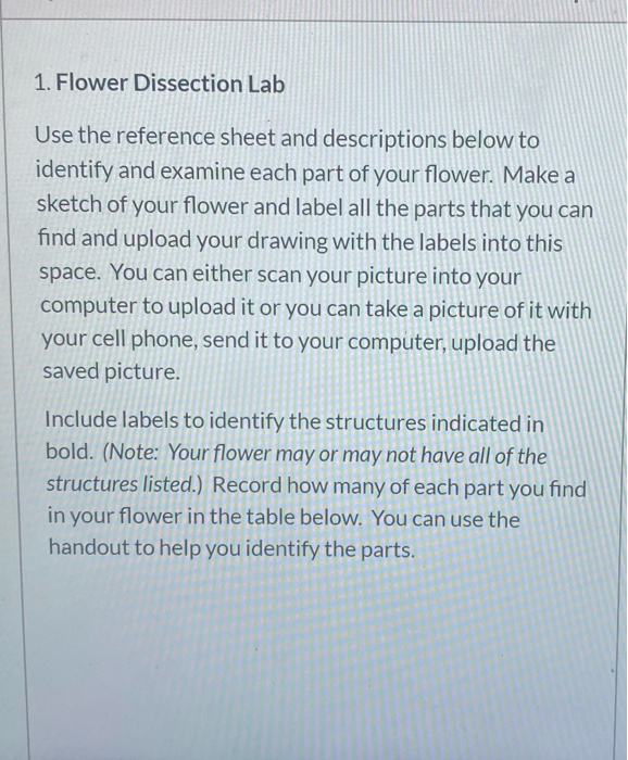 Flower Dissection Lab Activity Answers Best Flower Site