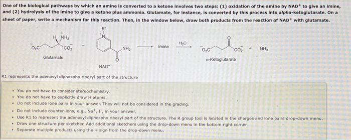 Solved One of the biological pathways by which an amine Is | Chegg.com