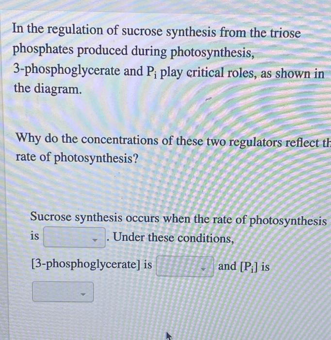 Solved In the regulation of sucrose synthesis from the | Chegg.com